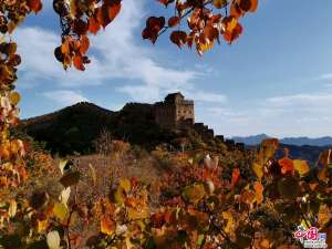 秋染长城金山岭 醉是一年好时光（组图）